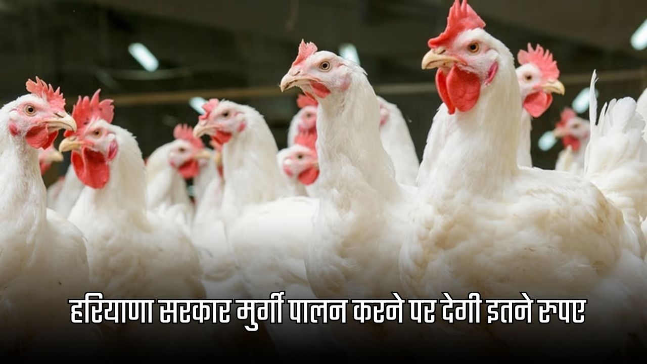 Haryana Murgi palan Yojana