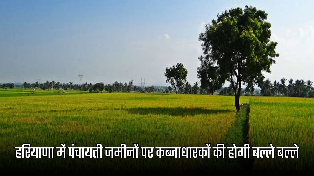 Haryana News
